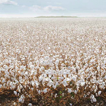 cotton